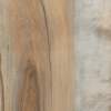 Fossilized Maple, MR-NE-1603