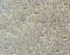 Metallic Taupe, MR-BG-1554