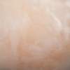 Rosa, MR-W-79-1381-O